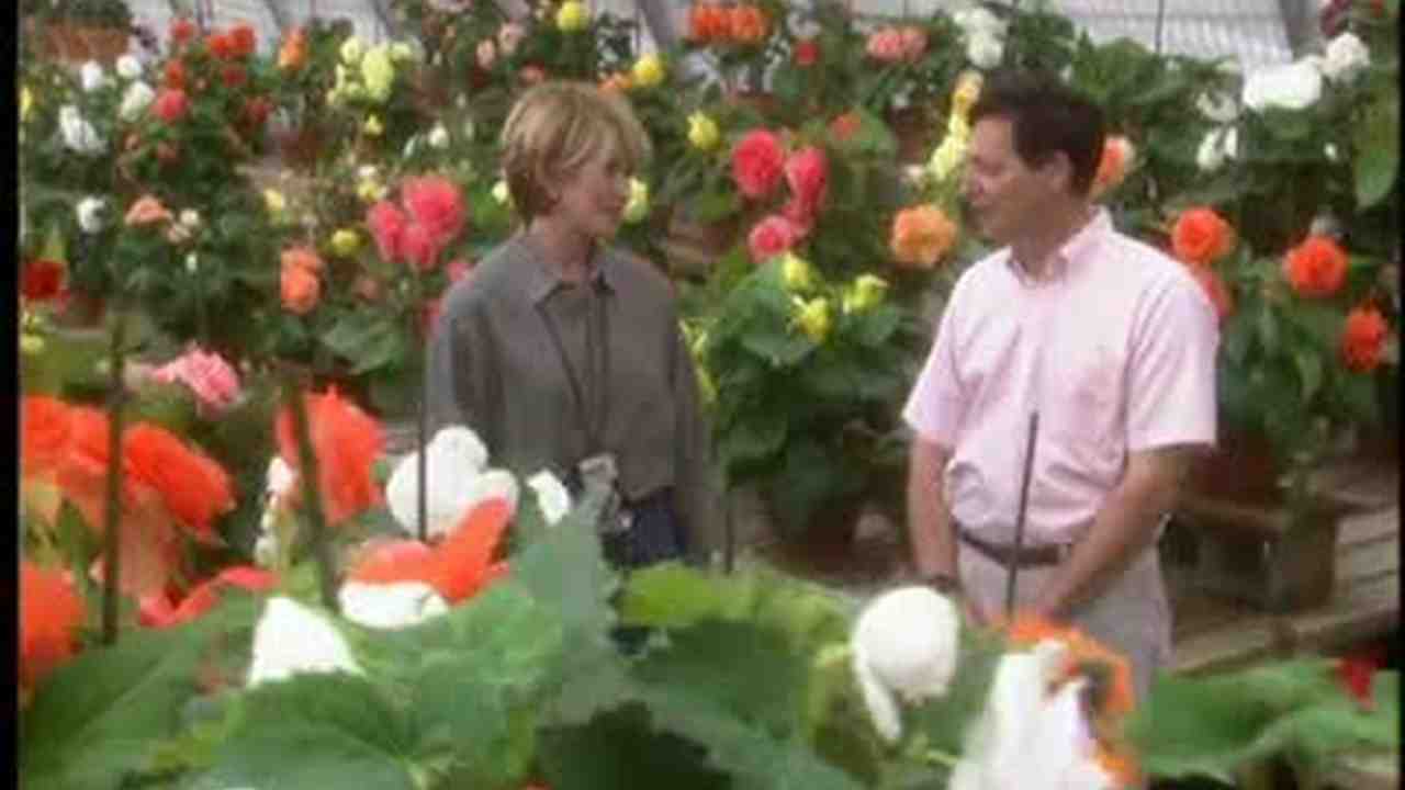 How to care for begonia - all the secrets of indoor plants How to care for begonia - all the secrets of indoor plants